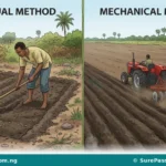 Land Preparation, Planting, Animal Husbandry and Irrigation for SS 1