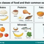 Balanced Diet, Food Classes and Beauty Through Nutrition for SS 1