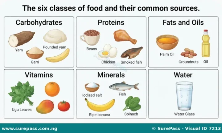Balanced Diet, Food Classes and Beauty Through Nutrition for SS 1
