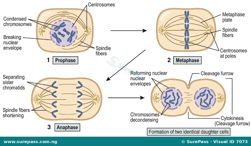 Diagrams illustrating the four main stages of mitosis: Prophase, Metaphase, Anaphase, and Telophase.