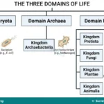 Taxonomic Classification and Groups of Living Organisms for SS 1