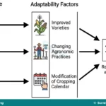 Crop Adaptability to Climate Change and Adaptation Factors for SS 1