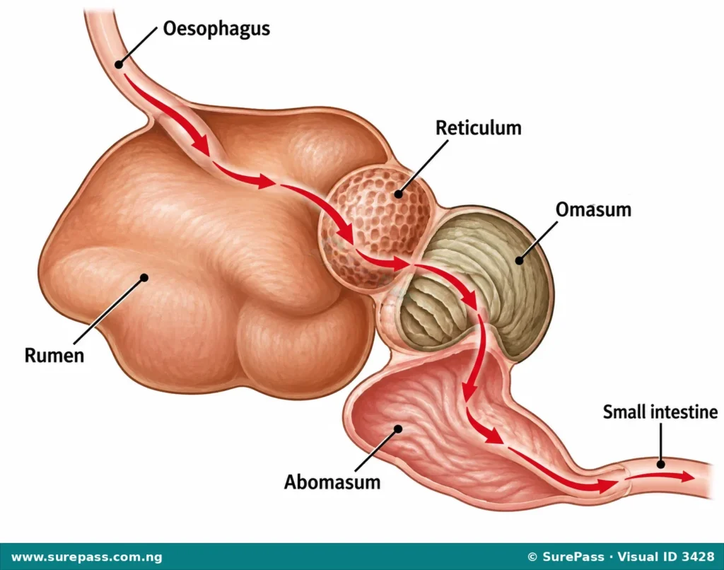Diagram of a ruminant stomach showing the rumen, reticulum, omasum, and abomasum.