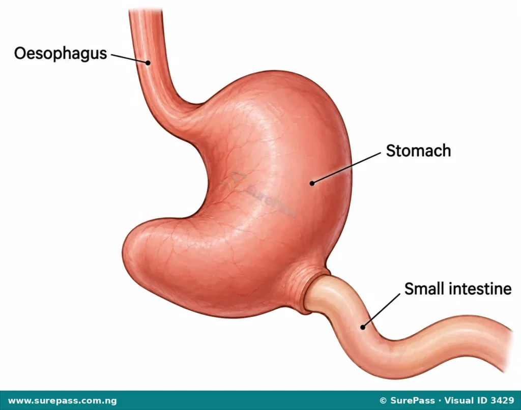 Diagram of a non-ruminant stomach showing a single stomach chamber.