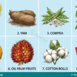 Crop Production, Horticulture and Climate Change Effects for SS 1