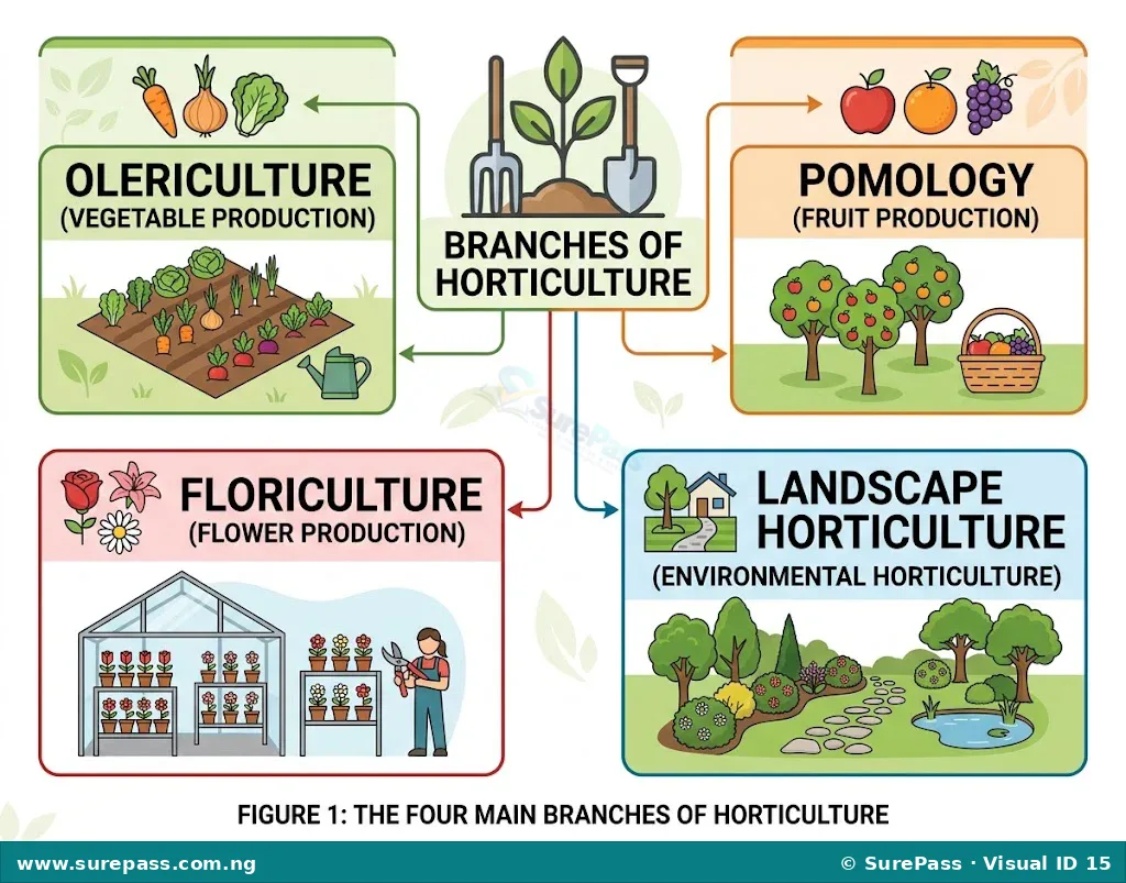 Diagram showing the branches of horticulture: Olericulture (vegetables), Pomology (fruits), Floriculture (flowers), and Landscape Horticulture (gardens).