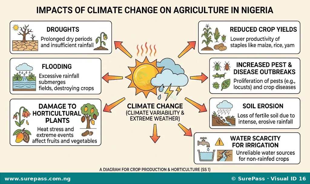 Diagram showing how climate change impacts Nigerian agriculture, with arrows pointing from irregular weather to droughts, floods, increased pests, reduced yields, soil erosion, water scarcity, and damaged plants.