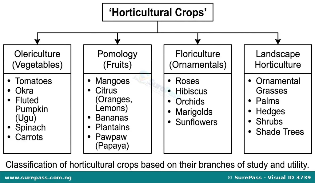 Flowchart showing the four main branches of horticultural crops: Olericulture, Pomology, Floriculture, and Landscape Horticulture.