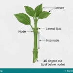 Plant Cutting Methods and Practical Cutting for SS 1