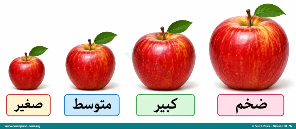 Four apples of increasing size, labeled 'صغير', 'متوسط', 'كبير', and 'ضخم' in Arabic.