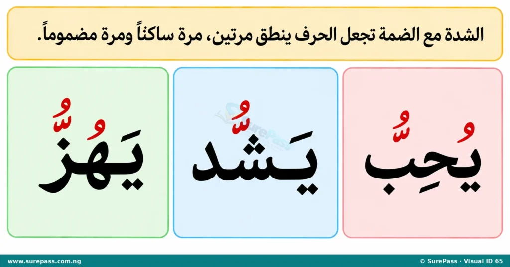 Arabic words "yuhibbu", "yashuddu", and "yahuzzu" showing Shaddah with Dammah.