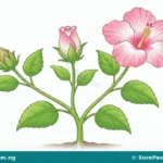 Developmental Changes in Plants and Their Causes for Primary 4