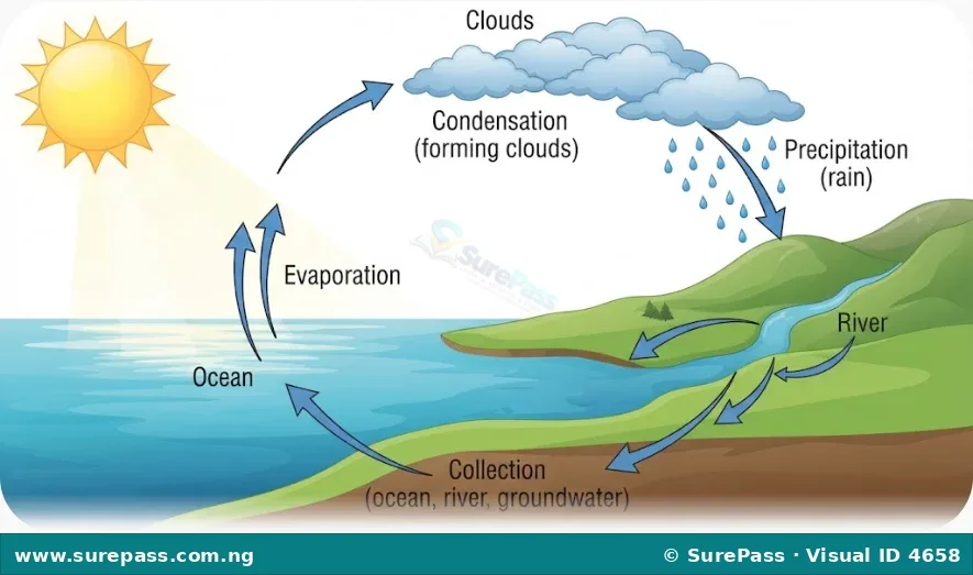 Diagram illustrating the water cycle with evaporation from the ocean, condensation forming clouds, rain falling as precipitation, and collection in rivers and oceans.