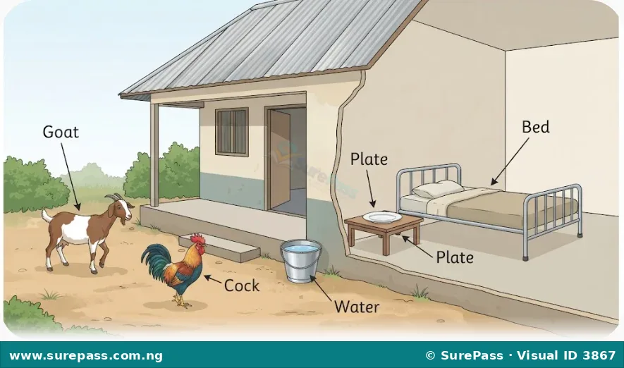 An illustration of a home environment showing a goat, a cock, a bed, a plate, and water.