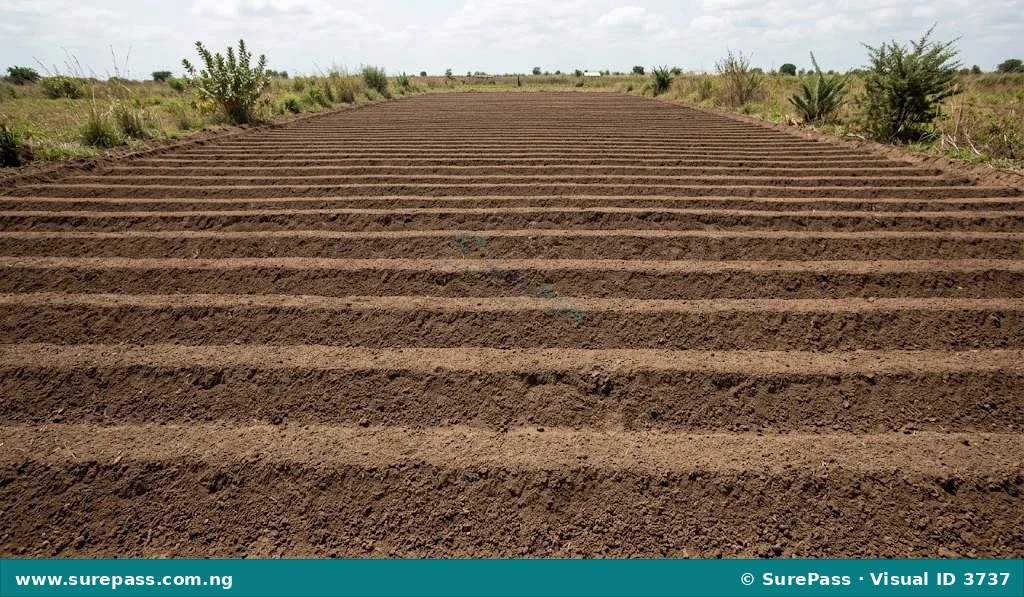 Parallel raised soil ridges prepared for planting crops.