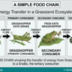 Food Chains, Food Webs, Trophic Levels and Energy Flow for SS 1