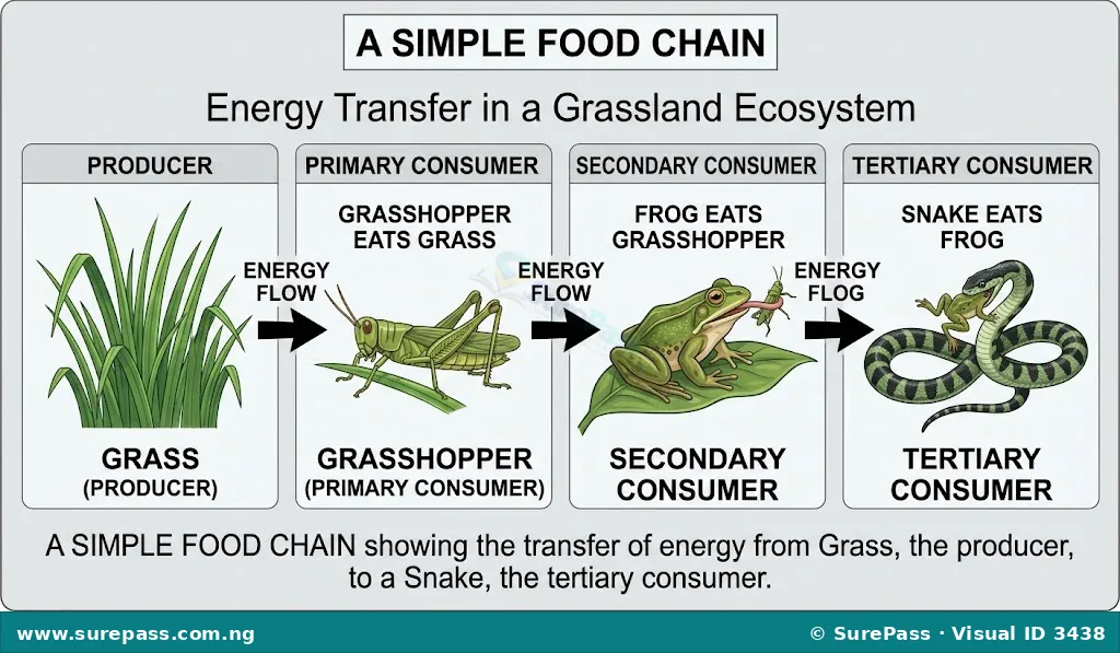 Diagram of a simple food chain showing grass, a grasshopper eating the grass, a frog eating the grasshopper, and a snake eating the frog. Arrows indicate the flow of energy.