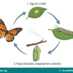 Growth, Life Cycles and Young Ones of Animals for Primary 4