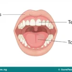 Parts of the Mouth and Their Functions for Primary 4