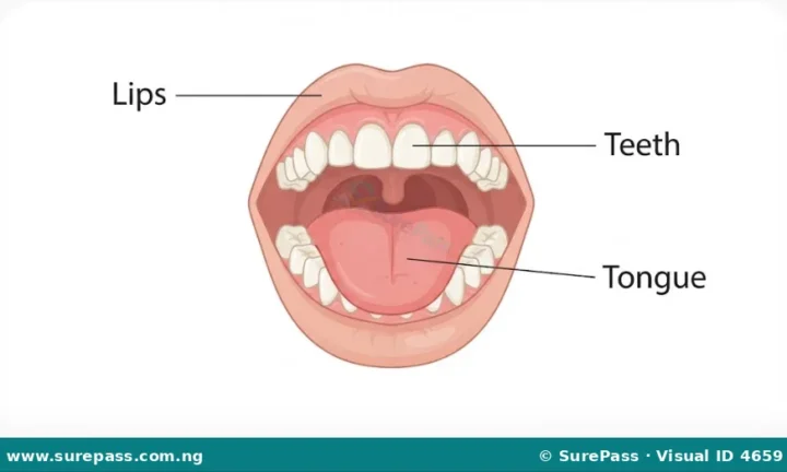 Parts of the Mouth and Their Functions for Primary 4