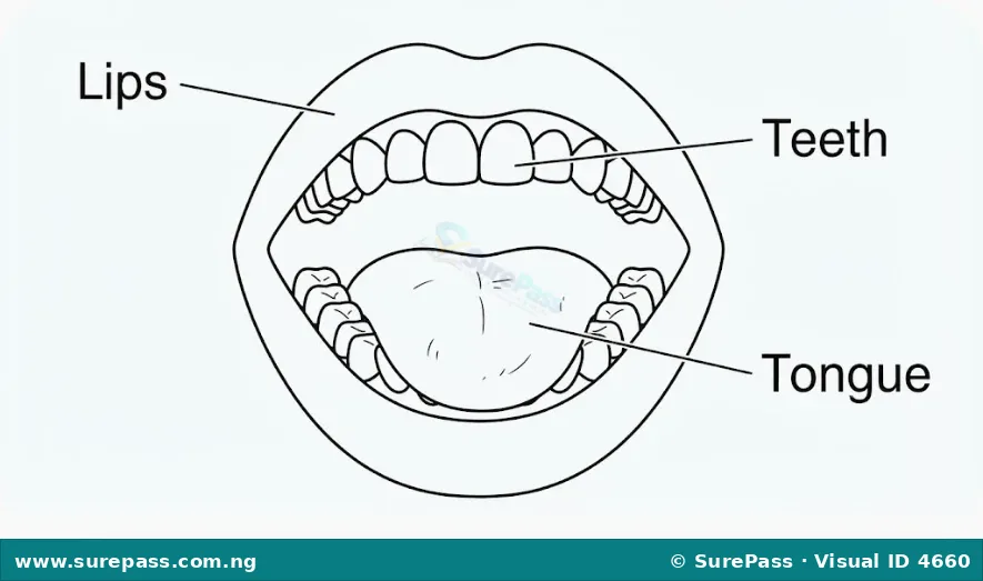 A simple line drawing of a mouth with labels pointing to the lips, tongue, and teeth.