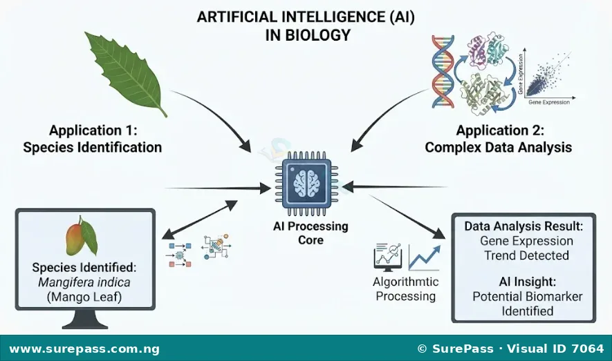 A diagram illustrating Artificial Intelligence in biology, showing AI identifying a plant species from an image and analysing complex biological data patterns.