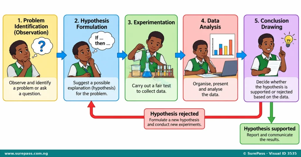 Flowchart showing the cyclical stages of the scientific method: Observation, Hypothesis, Experiment, Data Analysis, Conclusion.