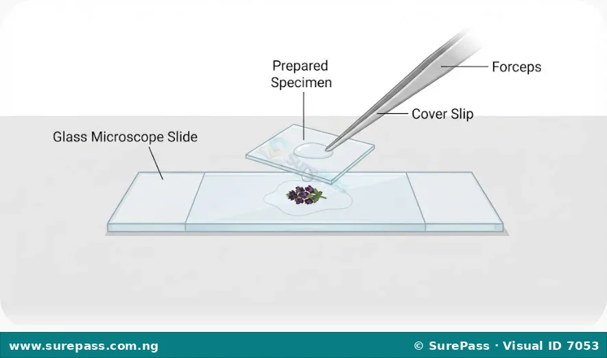 Microscope slide and cover slip.