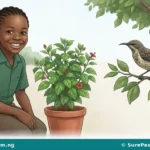 Living Things and Their Characteristics for Primary 1