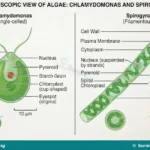 Microorganisms, Types, Effects and Culturing for SS 1