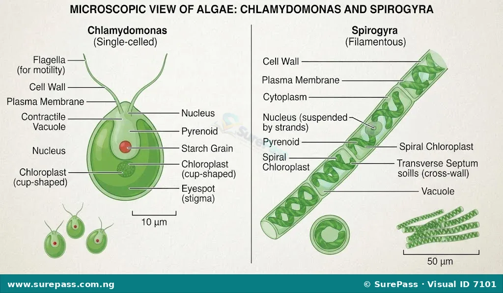Microscopic image showing single-celled Chlamydomonas and filamentous Spirogyra algae.