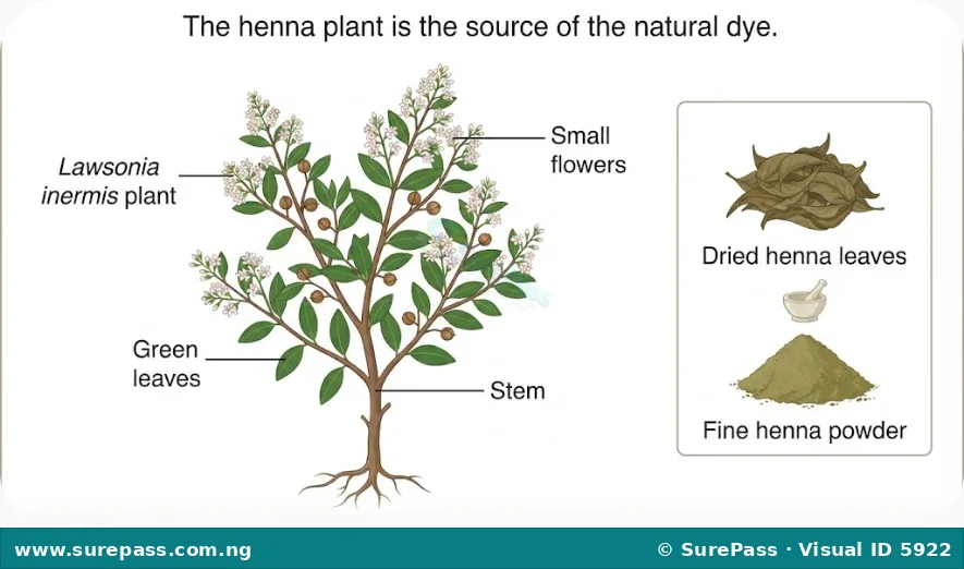 A henna plant with leaves and flowers, next to dried leaves and a pile of henna powder.