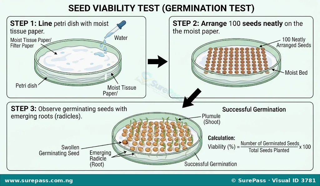 Step-by-step diagram of a seed viability test setup.