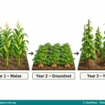 Soil Conservation, Degradation and Conservation Methods for SS 1