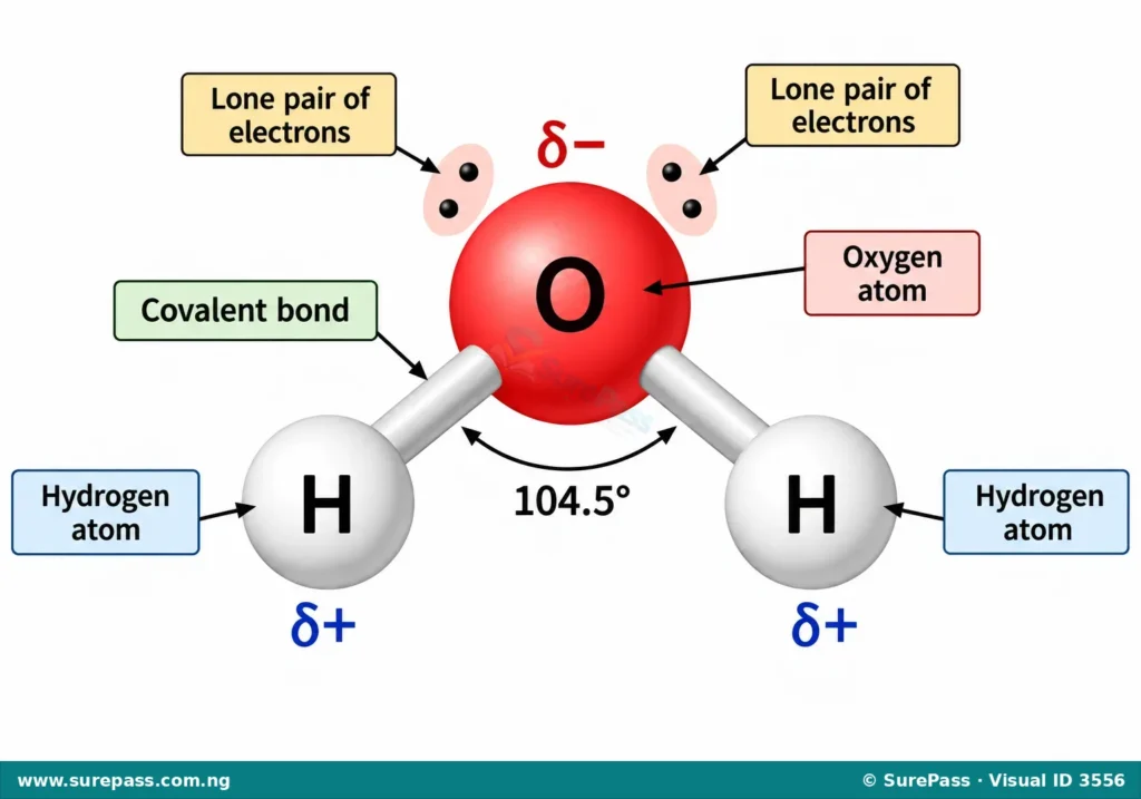 Diagram showing the bent structure of a water molecule with a central oxygen atom bonded to two hydrogen atoms. Lone pairs of electrons are shown on oxygen, and the bond angle is 104.5 degrees. Partial charges indicate polarity.