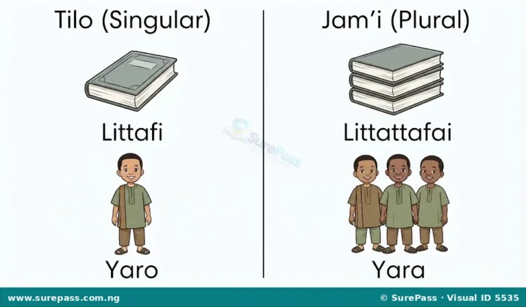 Ma’anar Adadi, Tilo da Jam’i for JSS 1
