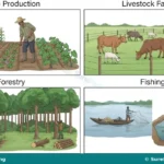 Meaning, Components and Methods of Agricultural Production for SS 1