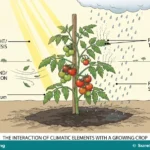 Climate, Climate Elements, Climate Change and Mitigation for SS 1