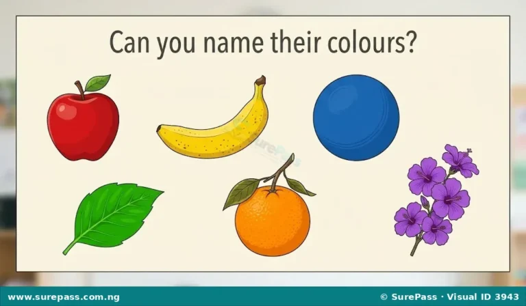 Primary Colours and Simple Colouring for Primary 1