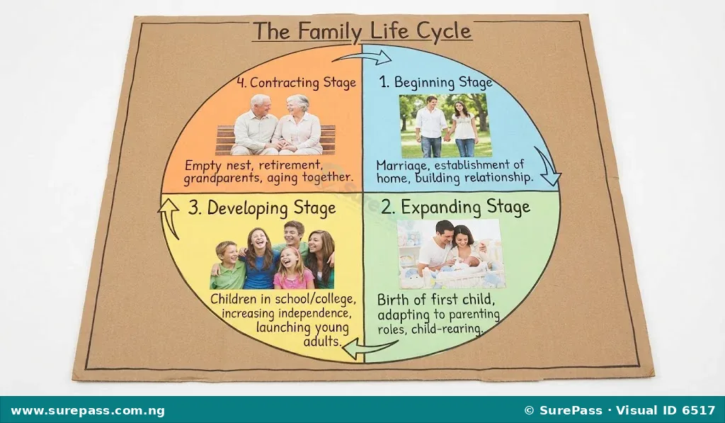 A student project showing a hand-drawn family life cycle chart on cardboard with pasted pictures.