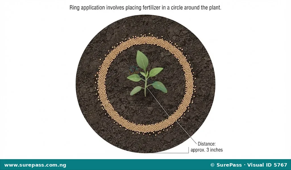 Diagram showing ring application of fertilizer around a plant.