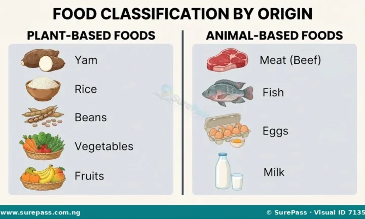 Meaning, Classification, Functions and Importance of Food for SS 1