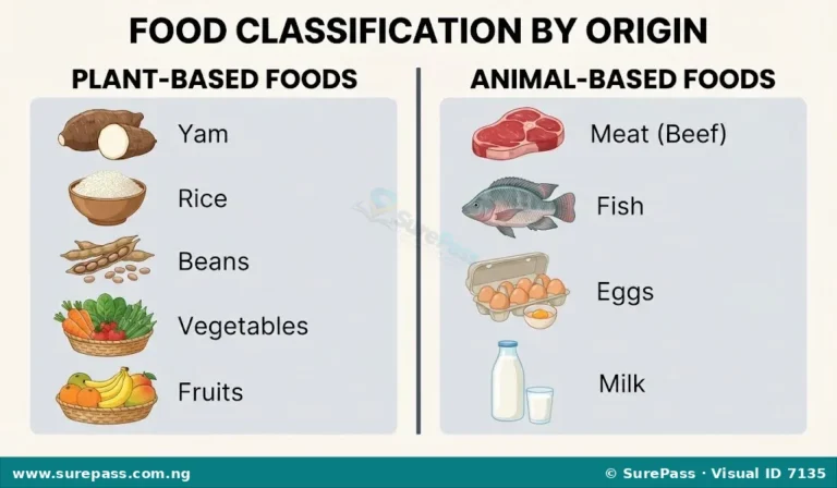 Meaning, Classification, Functions and Importance of Food for SS 1