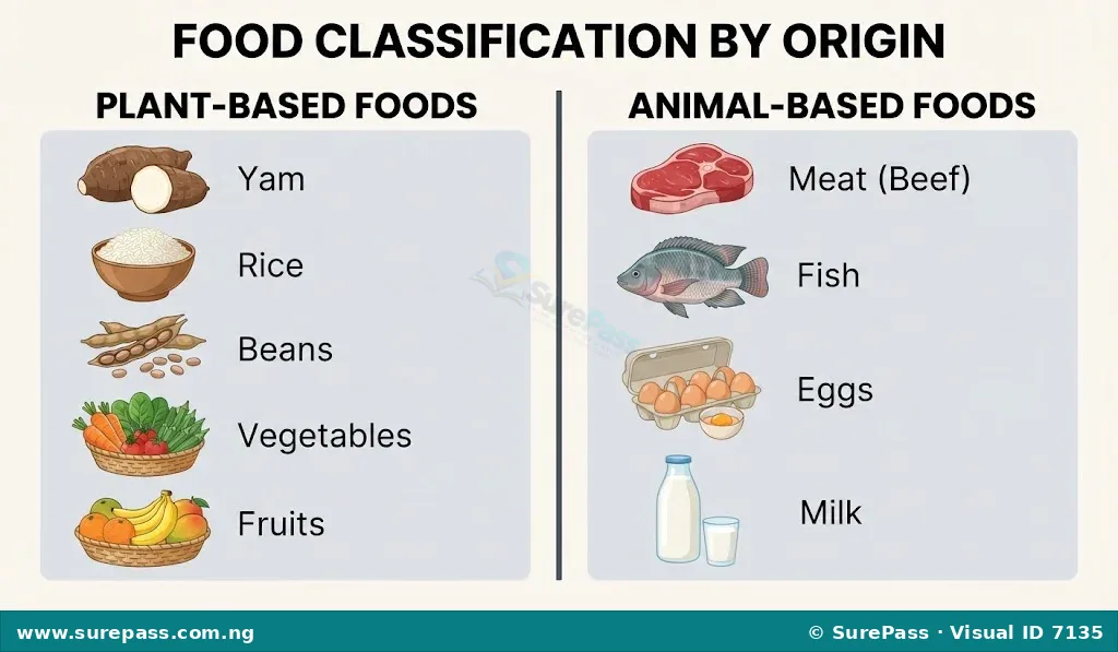 Diagram showing food classification by origin, with examples of plant-based foods like yam, rice, and vegetables, and animal-based foods like meat, fish, and eggs.