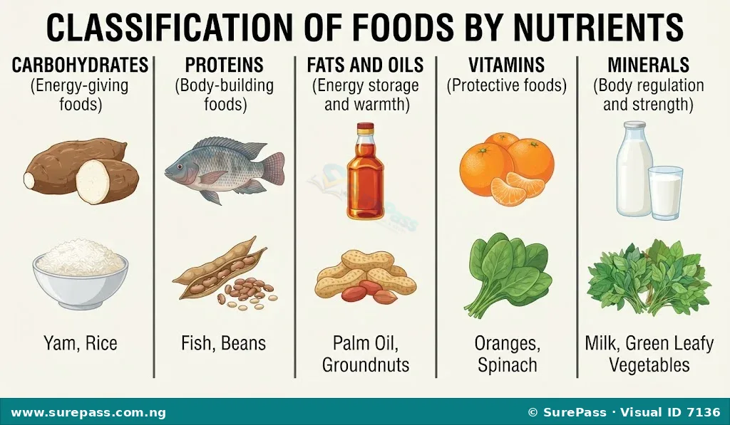 Diagram showing food classification by nutrient content, with examples for carbohydrates, proteins, fats, vitamins, and minerals.