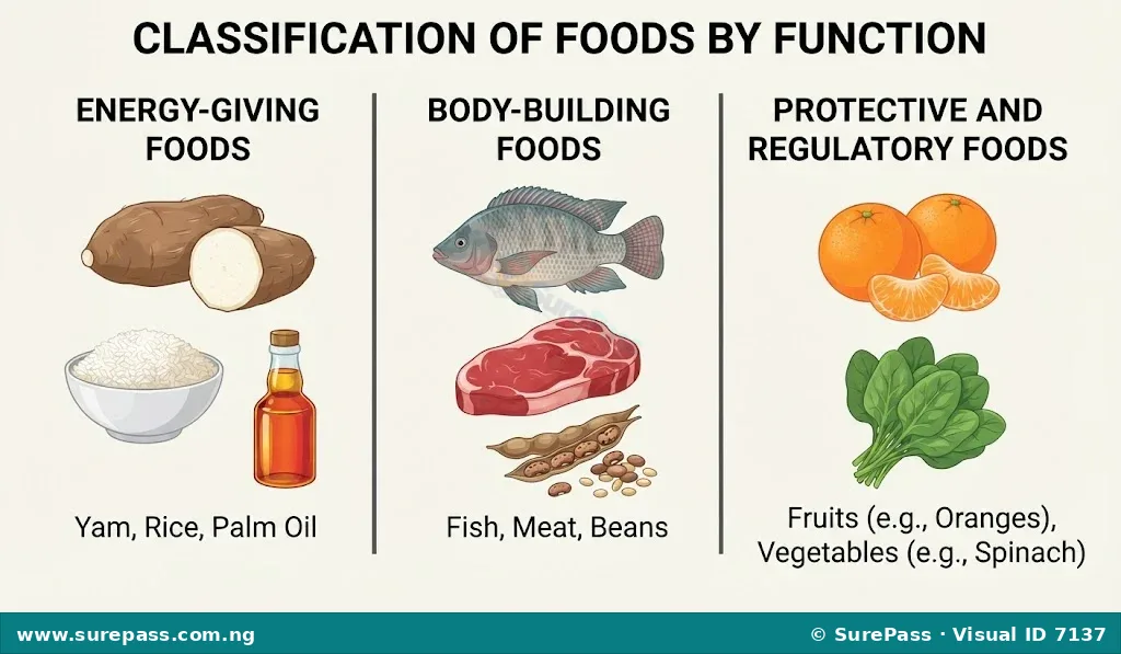 Diagram showing food classification by function, with examples for energy-giving, body-building, and protective/regulatory foods.