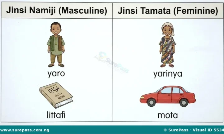 Ma’anar Jinsi, Rabe-rabe da Misalansa for JSS 1
