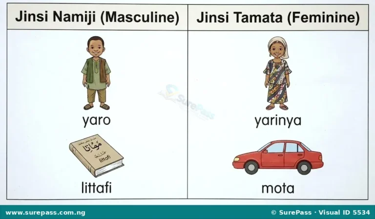 Ma’anar Jinsi, Rabe-rabe da Misalansa for JSS 1