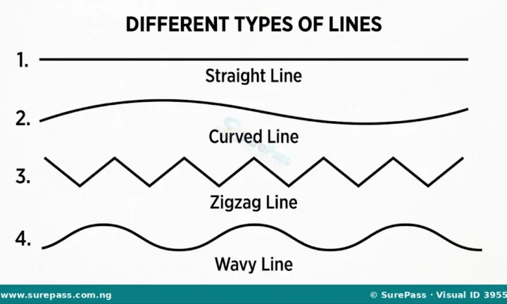 Types of Lines and Line Drawing for Primary 1