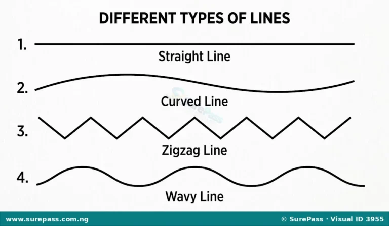 Types of Lines and Line Drawing for Primary 1